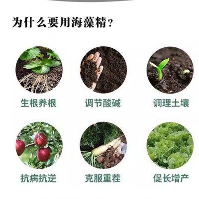 多糖海藻酸水溶冲施肥蔬菜瓜果促生根促花膨果增产酶解绿色海藻精图3