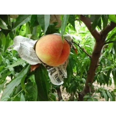 湖景蜜露阳山水蜜桃形美、色艳、味佳、肉细、皮韧易剥图3