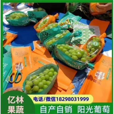 无籽青提 含有多种维生素和矿物质 果粒着生紧密图5