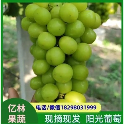 无籽青提 含有多种维生素和矿物质 果粒着生紧密图4