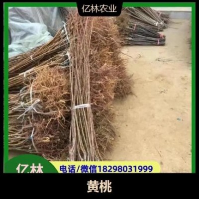 黄桃苗 容易储存 果肉橙黄 酸甜适中 果面洁净光滑图2