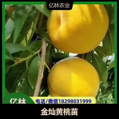 黄桃苗 容易储存 果肉橙黄 酸甜适中 果面洁净光滑图4