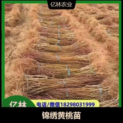 黄桃苗 容易储存 果肉橙黄 酸甜适中 果面洁净光滑图5