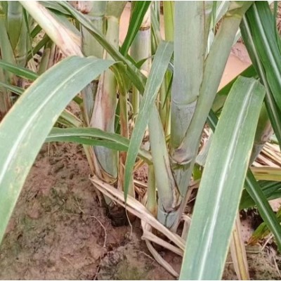 清甜果蔗苗 节长含糖量高 裕华农副基地出售 黑皮甘蔗种苗图4