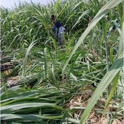 清甜果蔗苗 节长含糖量高 裕华农副基地出售 黑皮甘蔗种苗图5