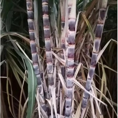 清甜果蔗苗 节长含糖量高 裕华农副基地出售 黑皮甘蔗种苗图2