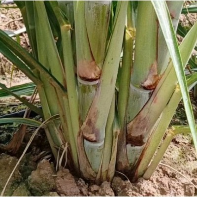清甜果蔗苗 节长含糖量高 裕华农副基地出售 黑皮甘蔗种苗图3