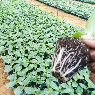 生升蔬菜育苗基质草莓多肉辣椒育苗营养土播种漂浮扦插基质土批发图3
