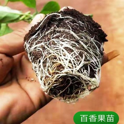 生升育苗基质蔬菜瓜类草莓穴盘漂浮百香果扦插育苗多肉营养培养土图4