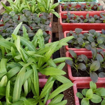 栽培基质阳台种菜土花土种植土椰糠土泥炭土草炭有机土营养土批发图2
