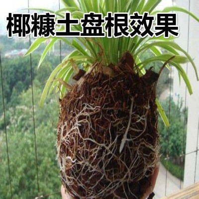 花卉栽培苗木种植园林绿化育苗用营养土免泡发微压缩散装包椰糠图3