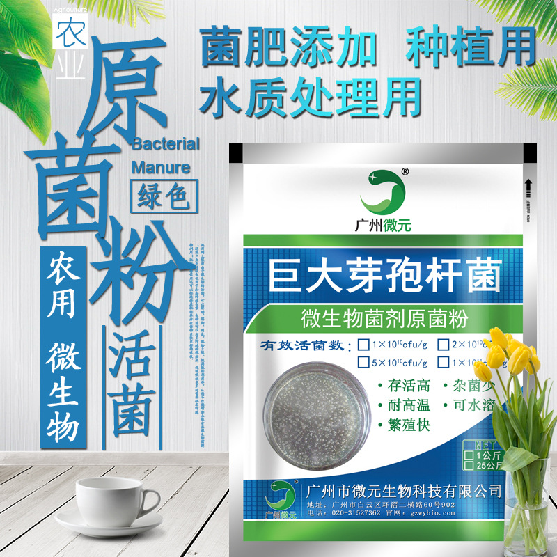 巨大芽孢杆菌淘宝主图副本.jpg