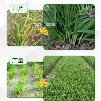 英特普蓝韭菜专用肥生根壮苗预防干尖茎秆粗壮增产增收可冲施滴灌图3