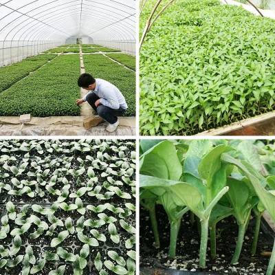 1营养土批发育苗基质通用型泥炭土辣椒蔬菜多肉草炭花土椰糠种植图3