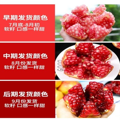 会理突尼斯软籽石榴四川产地直发当季应季水果软籽石榴一件代发图2