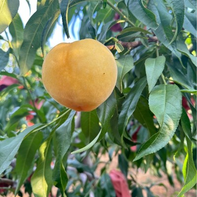 山东蒙阴黄毛桃脆吃脆甜软吃香甜多汁新鲜现货现摘批发一件代发图2