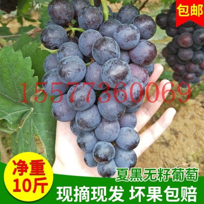 厂家供应 早熟夏黑葡萄 新鲜无核夏黑葡萄 夏黑葡萄批发图2