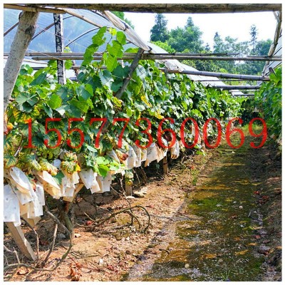 4斤装巨峰葡萄 广西葡萄基地批发新品巨峰葡萄 新鲜水果巨峰葡萄图5