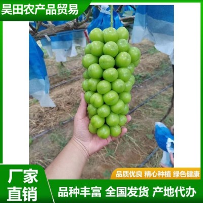 优质 晴王葡萄 鲜食品质极优 拥有较好贮运性能 昊田农产品贸易图4