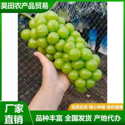 优质 晴王葡萄 鲜食品质极优 拥有较好贮运性能 昊田农产品贸易图3