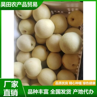 白皇冠梨大量供用中 当季新鲜水果 汁多甘甜 肉质细脆 昊田农产品图3
