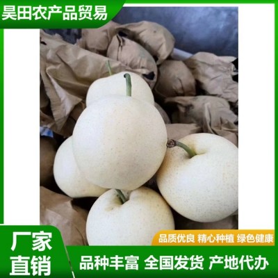 白皇冠梨大量供用中 当季新鲜水果 汁多甘甜 肉质细脆 昊田农产品图2