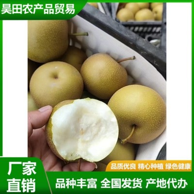 白皇冠梨大量供用中 当季新鲜水果 汁多甘甜 肉质细脆 昊田农产品图5