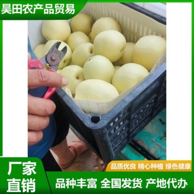 白皇冠梨大量供用中 当季新鲜水果 汁多甘甜 肉质细脆 昊田农产品图4