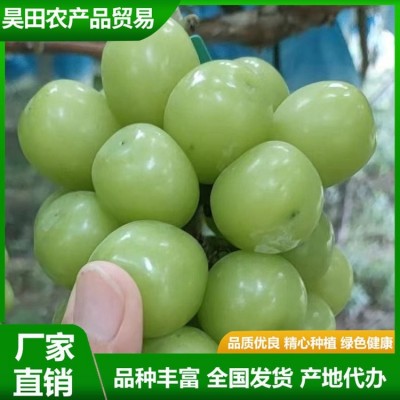 甜度高 晴王葡萄 果皮薄没有涩味感 颜值比较高 昊田农产品贸易图4