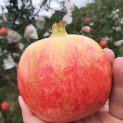 中秋礼盒 四川会理石榴 突尼斯软籽石榴节日送礼公司福利团购集采图4