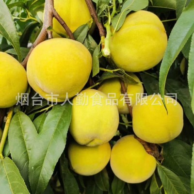 新鲜水果速冻黄桃瓣冷冻黄桃肉无核黄桃罐头果汁烘焙果酱1kg