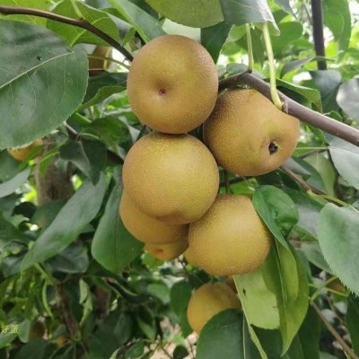广西富川沙梨翠冠梨黄花梨桂花梨新鲜丰水梨薄皮脆甜多汁砀山梨图4
