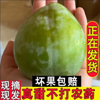 脆甜多汁桂林油奈李子新鲜水果孕妇桃形李青脆脱骨青奈李赖李耐李