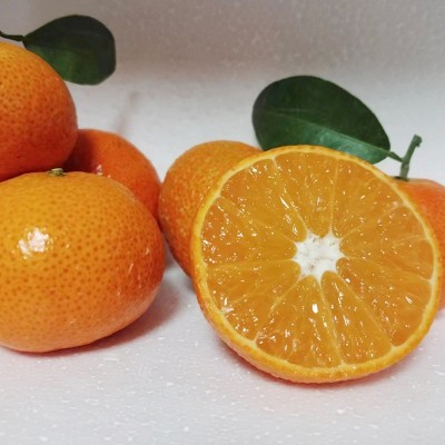 广西沃柑皮薄纯甜多汁无核沃柑砂糖橘高接沃柑茂谷柑新鲜柑橘甜柑图4