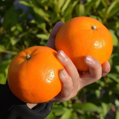 广西沃柑皮薄纯甜多汁无核沃柑砂糖橘高接沃柑茂谷柑新鲜柑橘甜柑图2