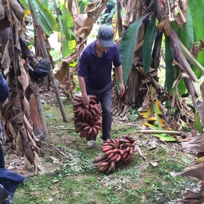香蕉福建土楼红美人香焦火龙蕉新鲜水果香甜软糯一年四季红 皮香蕉图2