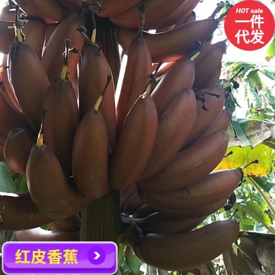 香蕉福建土楼红美人香焦火龙蕉新鲜水果香甜软糯一年四季红 皮香蕉图4
