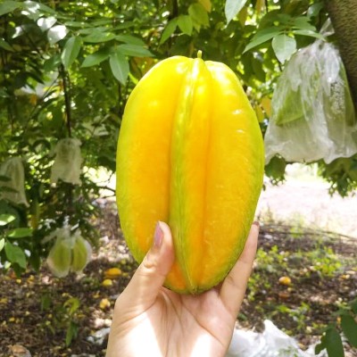 杨桃当季新鲜孕妇水果香甜多汁五星红龙甜杨桃一件代发送酸梅粉图4