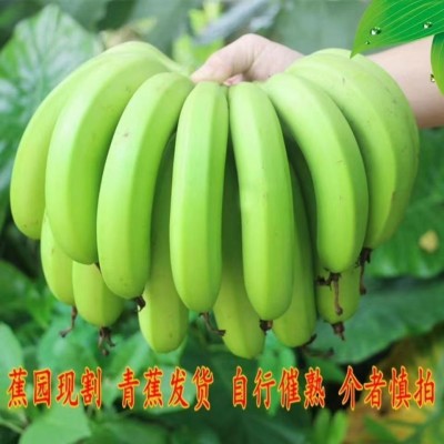 天宝香蕉新鲜水果当季整箱香焦大蕉福建漳州土楼特产青蕉一件代发图2