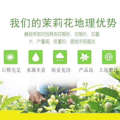 2024茉莉花厂家直批花草茶批发茉莉大花蕾花苞花片特产茉莉花干图5