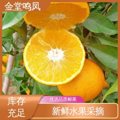 鸣凤生态农业 果形圆润皮薄 果园现摘现发 爱媛38号柑桔 水果批发