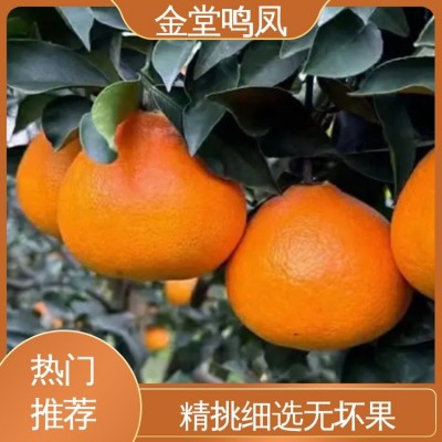 鸣凤生态农业 果形圆润皮薄 果园现摘现发 爱媛38号柑桔 水果批发图4