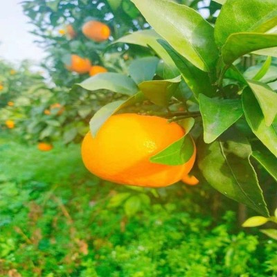 大雅柑橘脆甜椪柑批发 新鲜薄皮 基地现货高山橘子图2