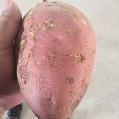 洪春品牌 烟薯 当季现摘 冰糖心红薯 健康农产品 新鲜 地瓜坊专用电烤红