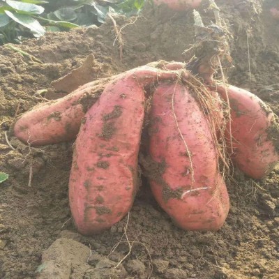 正宗沙地蜜薯 5斤10-15个标准中果 洪春品牌 烟薯基地直发图4