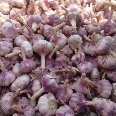 众程农贸干皮大蒜批发 低温储存新鲜健康颗粒饱满图3