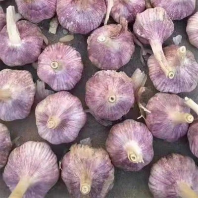 众程农贸干皮大蒜批发 低温储存新鲜健康颗粒饱满图2