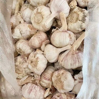 众程农贸大蒜批发代收代销辛辣爽口可当调味料图2