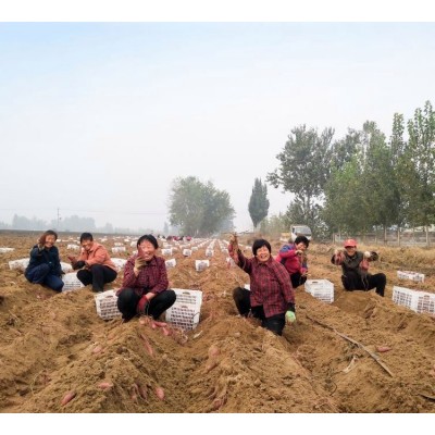 健康农产品 红薯新鲜匠心礼盒 甘薯生产基地供应图4