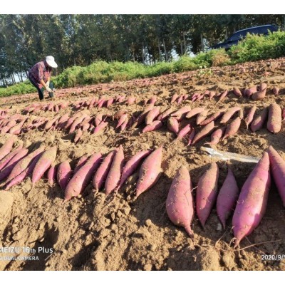健康农产品 红薯新鲜匠心礼盒 甘薯生产基地供应图3